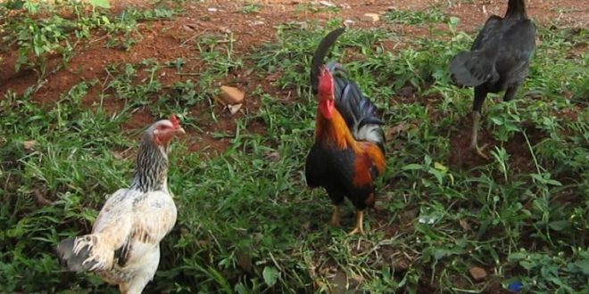 ayam2